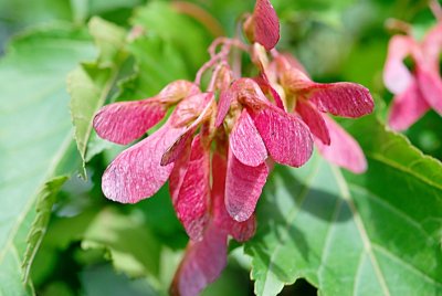 Acer ginnala - javor amurský - plody (56)